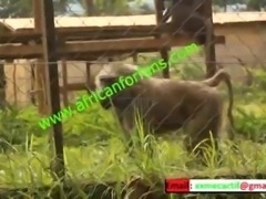 naughty encounter in the Zoological Park of the country in mboa.  xvideos...