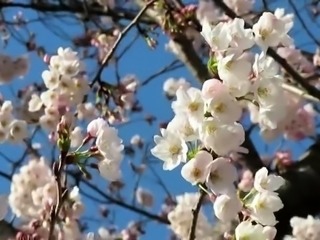 Japanese teacher rewards best student with special blowjob