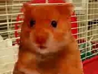 Funny Hamster