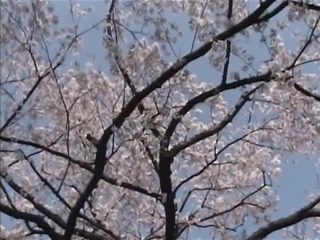 12-Mai Satsuki-Madam Papillon-3