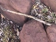 Sexy African whore tied and fucked hard in the wilderness